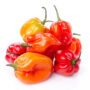 Uganda Hot Pepper