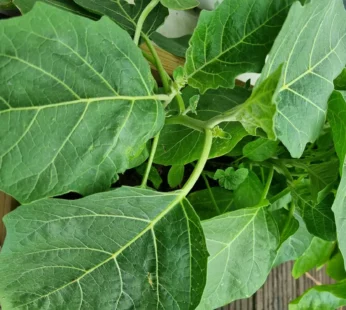 Fresh Garden Egg Leaves 500g 1×24 pcs