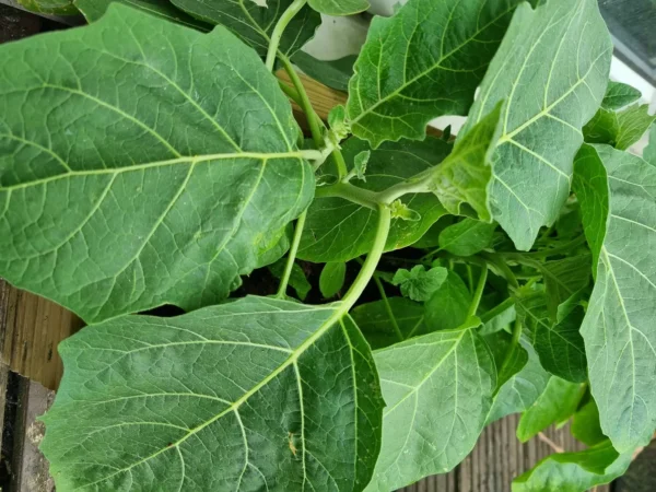 Fresh Garden Egg Leaves 500g 1x24 pcs