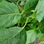 Fresh Garden Egg Leaves 500g 1x24 pcs
