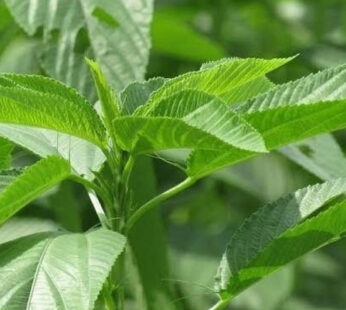 Fresh Ewedu Leaves 1×10 pcs
