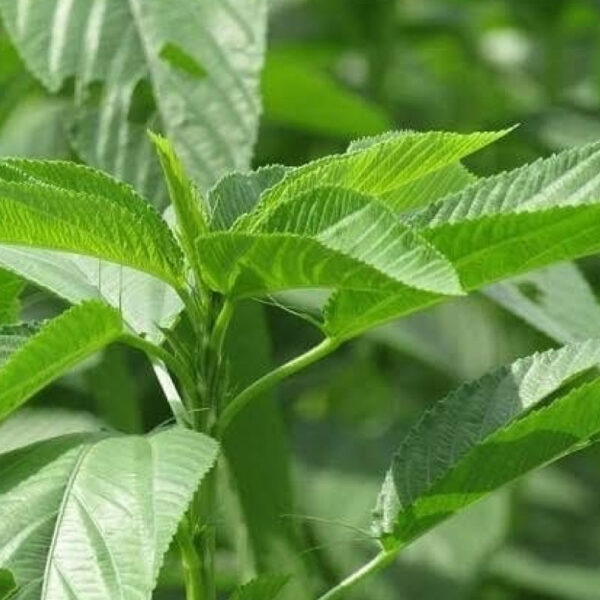 Fresh Ewedu Leaves 1x10 pcs - Image 2