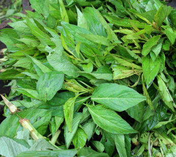 Fresh Soko Leaves 1×10 pcs