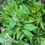 Fresh Soko Leaves 1x10 pcs